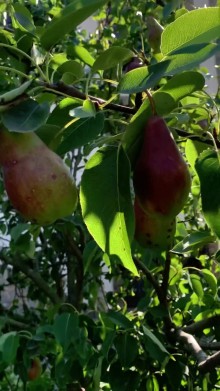 Nabranda 2 mertebeli Bağ evi almaq, -4