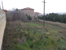 Badamdar toraqlarin satisi, -5