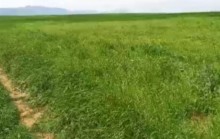 Goycayda torpaq satilir ekine yararli torpaq, -1