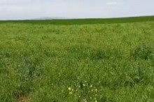 Goycayda torpaq satilir ekine yararli torpaq, -2