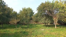 Novxani belediyye terefde torpaq satisi, -1