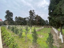 Suvelanda 50 sotda heyet evi satilir, -6