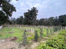 Suvelanda 50 sotda heyet evi satilir, -11