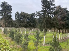 Suvelanda 50 sotda heyet evi satilir, -17