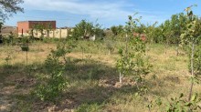 Yaşma bağlarında Quba istiqamətində bag evi, -3