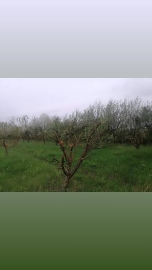 Qusarda torpaq almaq, -4