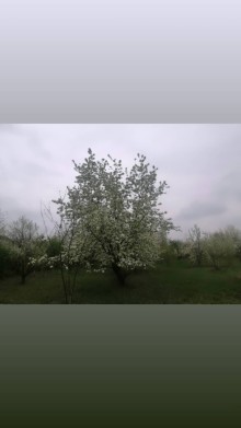 Qusarda torpaq almaq, -6