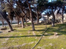 Viola gül salonun yaxınlığı Torpaq, -2