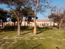 Viola gül salonun yaxınlığı Torpaq, -4