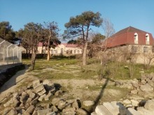 Viola gül salonun yaxınlığı Torpaq, -6