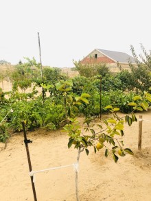 Nardaran qəsəbəsində Lahıc bağlarında Torpaq, -1