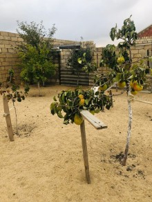 Nardaran qəsəbəsində Lahıc bağlarında Torpaq, -15
