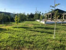 albali (viwnovka)da bag evi, -17