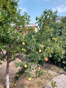 Görədil kəndində bağ evi satılır, -4