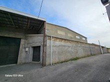 Hundur ambar satilir Novxani, -1