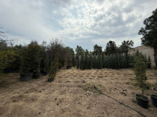 Satılır Torpaq buzovna, Xəzər.r, Buzovna-8