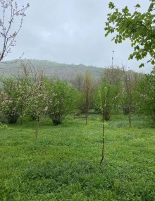 Satılır Torpaq Qəbələdə, Vəndam, -10