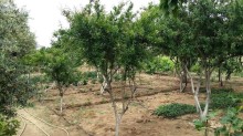 Satılır Həyət evi Goredil baglari, -2