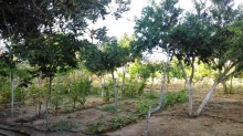 Satılır Həyət evi Goredil baglari, -8