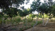 Satılır Həyət evi Goredil baglari, -12