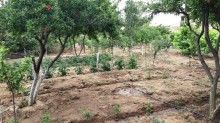 Satılır Həyət evi Goredil baglari, -14